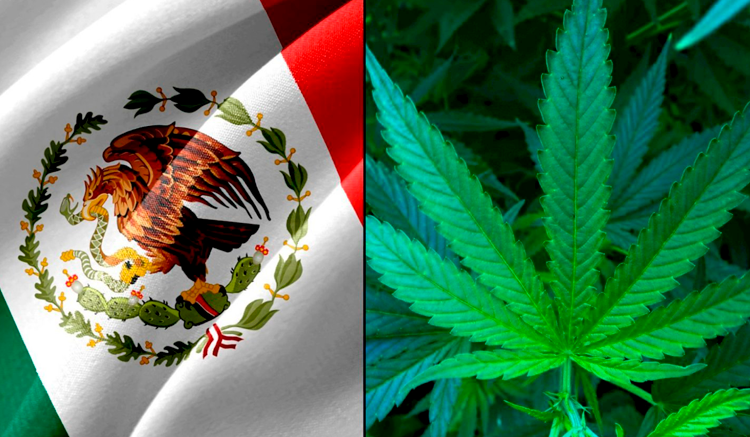 México legaliza la marihuana como medida para combatir el narcotráfico
